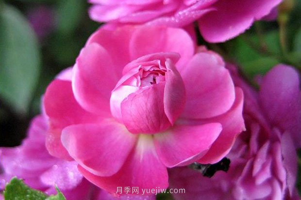 十款花期最長的微型月季品種，適合陽臺種植(圖2)