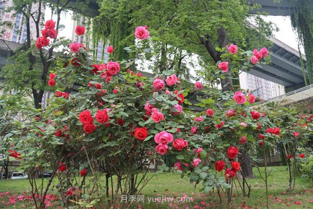 成都“高顏值”月季花開正艷，50多個品種美爆街頭(圖1)