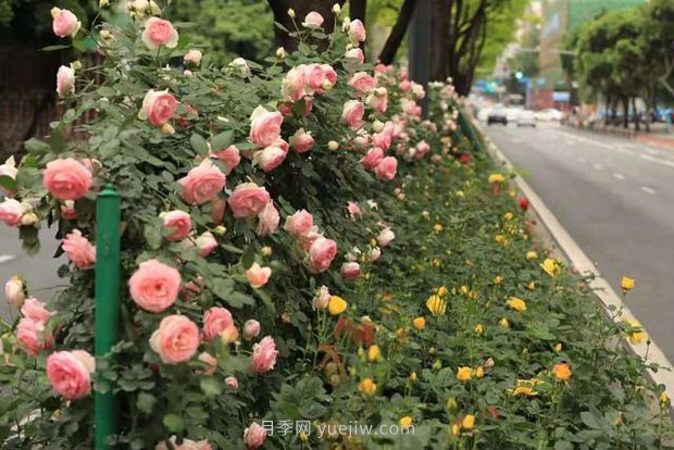 成都“高顏值”月季花開正艷，50多個品種美爆街頭(圖2)
