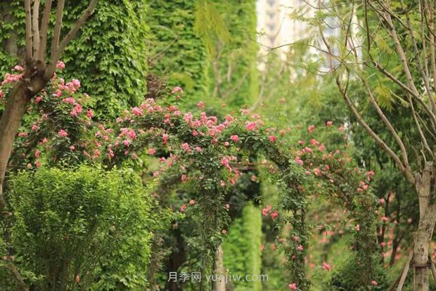 成都“高顏值”月季花開正艷，50多個品種美爆街頭(圖3)
