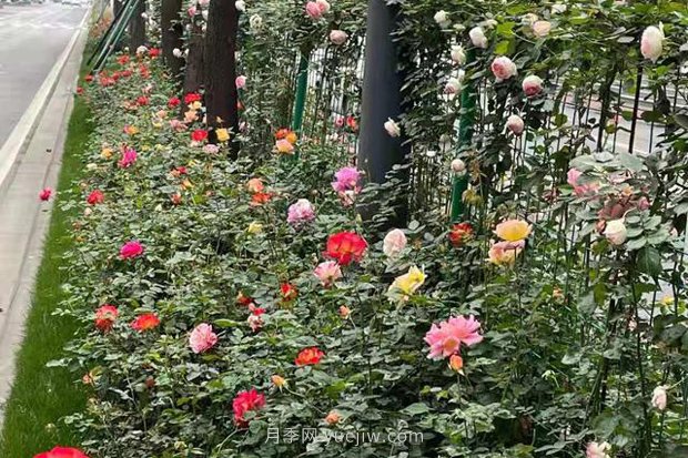 成都“高顏值”月季花開正艷，50多個品種美爆街頭(圖4)