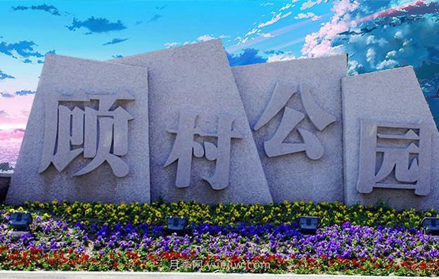 上海顧村公園500多畝月季正處盛花期，5.1期間置身于月季花海(圖2)