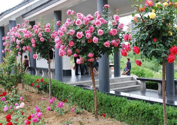 上海顧村公園500多畝月季正處盛花期，5.1期間置身于月季花海(圖3)