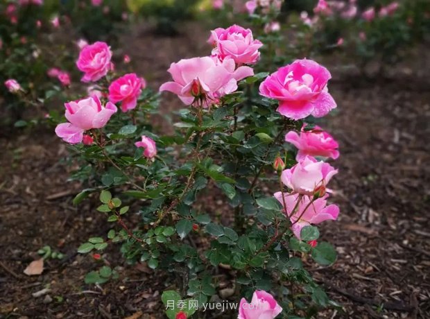 成都植物園也有月季園了，超美盛花期來啦(圖7)