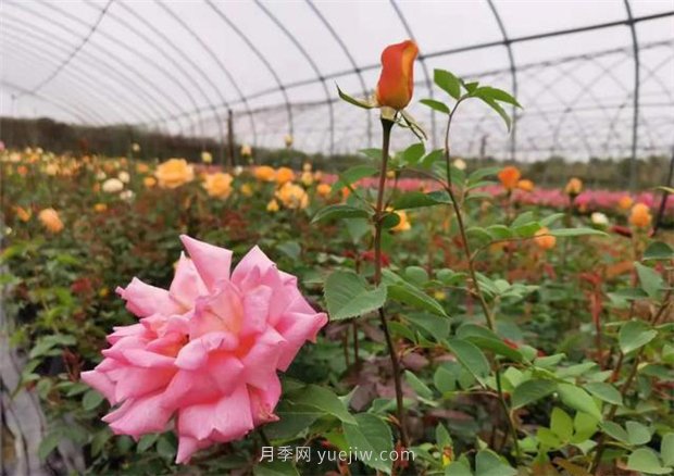 再等等盛花期，南陽現(xiàn)在賞月季為時還早(圖2)