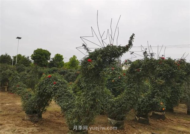 再等等盛花期，南陽現(xiàn)在賞月季為時還早(圖3)