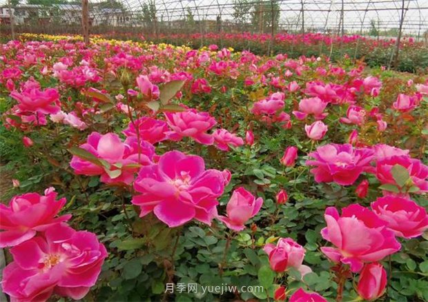 再等等盛花期，南陽現(xiàn)在賞月季為時還早(圖4)