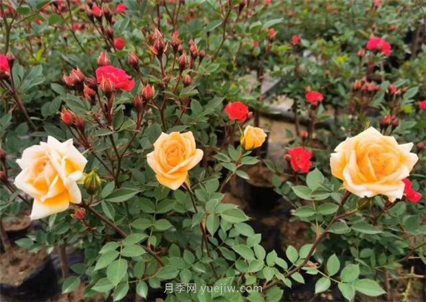 再等等盛花期，南陽現(xiàn)在賞月季為時還早(圖1)