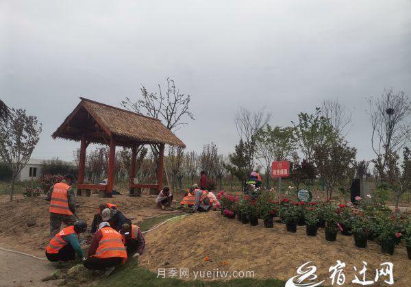 醉美泗陽，月季花海，第十一屆中國月季展覽會4月28日開幕(圖1)