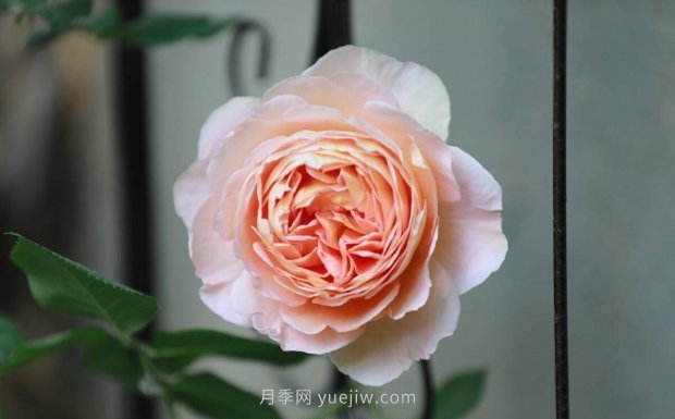 推薦4個(gè)適合新花友種植的藤本月季品種，長勢強(qiáng)勁開花量大(圖2)