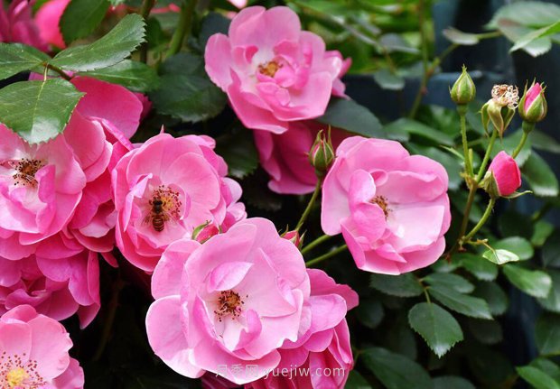 推薦4個(gè)適合新花友種植的藤本月季品種，長勢強(qiáng)勁開花量大(圖1)
