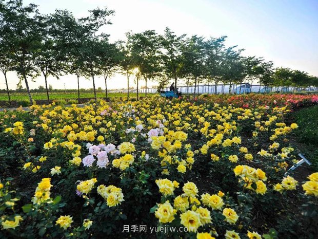 月季花卉苗木養(yǎng)護管理主要有幾方面？(圖1)