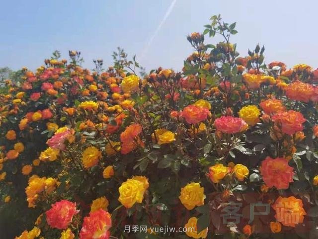 南陽第十二屆月季花會(huì)線上線下同步舉行(圖1)