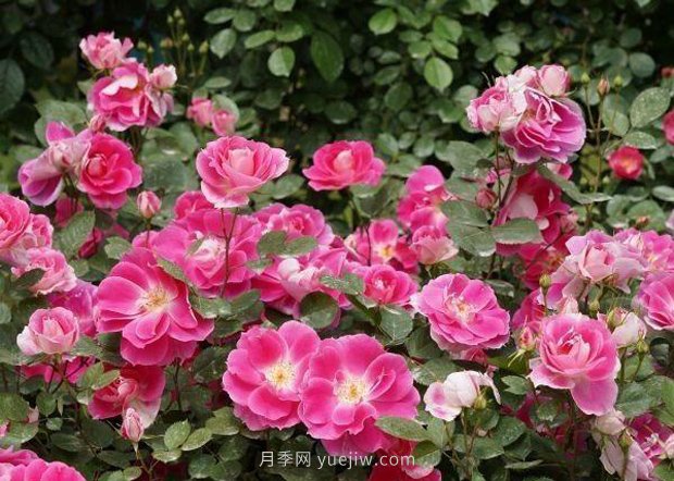 武漢滿街月季開放，近百座公園進(jìn)入盛花期(圖2)