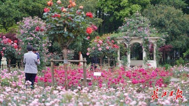 武漢滿街月季開放，近百座公園進(jìn)入盛花期(圖4)