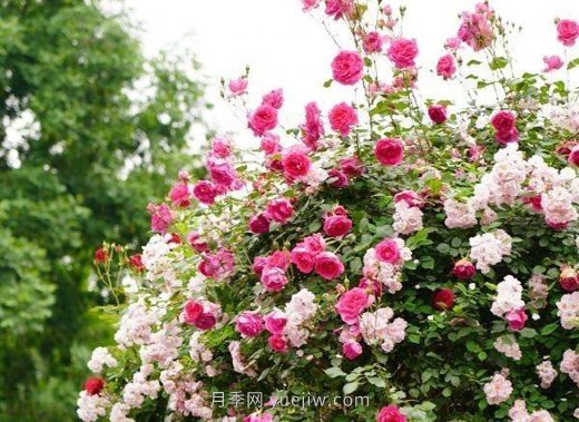 武漢滿街月季開放，近百座公園進(jìn)入盛花期(圖5)