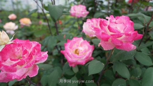 杭州滿城月季綻放，驚艷背后有他功勞(圖1)