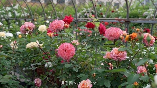 杭州滿城月季綻放，驚艷背后有他功勞(圖2)