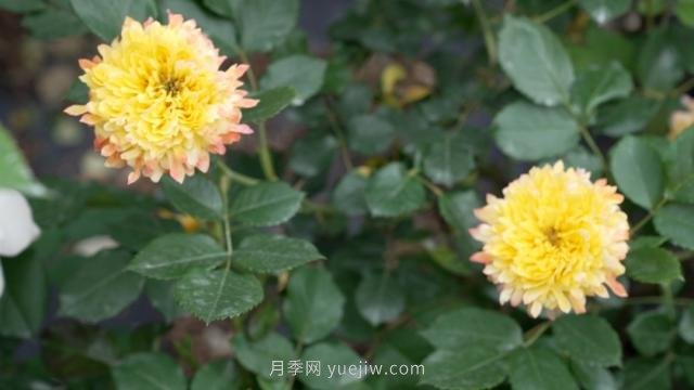 杭州滿城月季綻放，驚艷背后有他功勞(圖6)