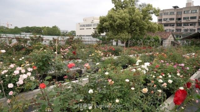杭州滿城月季綻放，驚艷背后有他功勞(圖7)