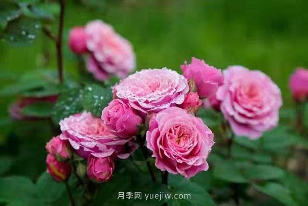 上海顧村公園月季園5月游園正當(dāng)時(shí)，535畝月季浪漫盛放(圖1)