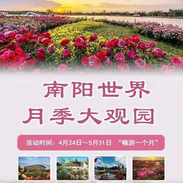 第十二屆南陽月季花會4月29日開幕，活動豐富多彩(圖1)