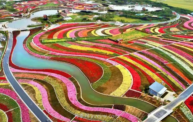 第十二屆南陽月季花會4月29日開幕，活動豐富多彩(圖2)