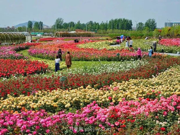 南陽(yáng)世界月季大觀園西園二期開放，第十二屆南陽(yáng)月季花會(huì)等你來(lái)(圖1)