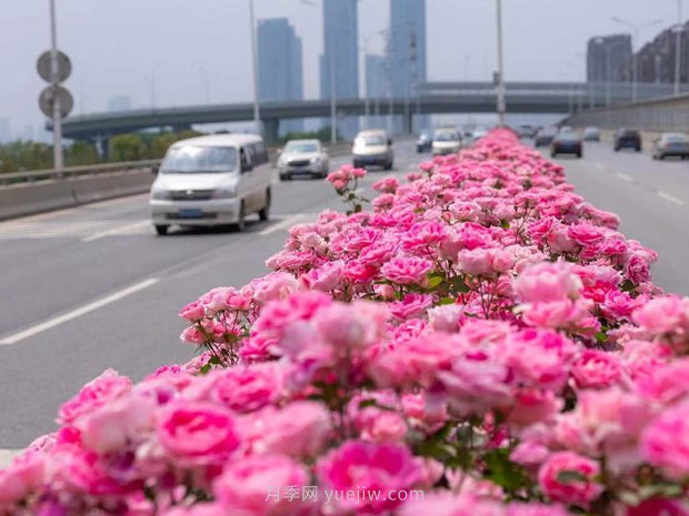 南陽(yáng)月季美化武漢花城，百條道路月季開(kāi)到爆街(圖1)