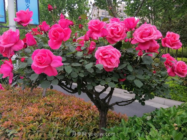 河南樹狀月季種植對環(huán)境有什么要求？(圖1)
