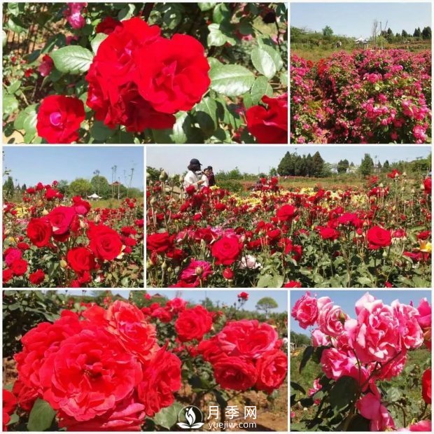 2021四川綿陽百萬醉美月季花海藝術(shù)節(jié)，4月15日盛大開幕有福利(圖4)
