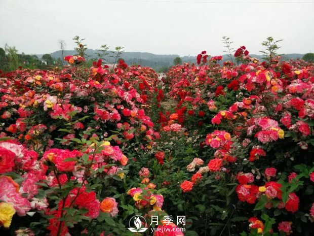 2021四川綿陽百萬醉美月季花海藝術(shù)節(jié)，4月15日盛大開幕有福利(圖5)