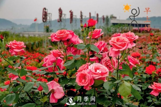2021四川綿陽百萬醉美月季花海藝術(shù)節(jié)，4月15日盛大開幕有福利(圖2)
