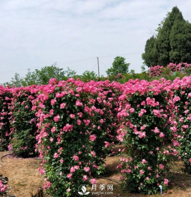 2021四川綿陽百萬醉美月季花海藝術(shù)節(jié)，4月15日盛大開幕有福利(圖6)