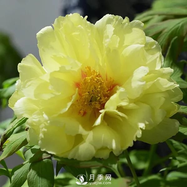 牡丹花中之王，推薦8個品種**驚艷到你(圖2)
