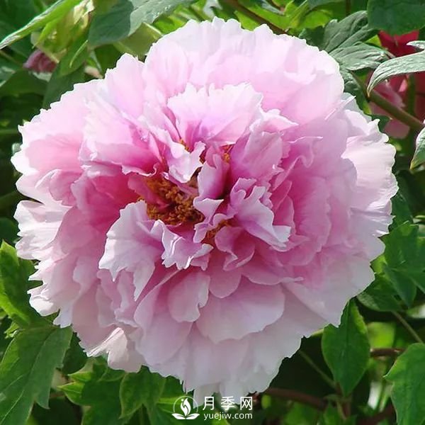 牡丹花中之王，推薦8個品種**驚艷到你(圖5)
