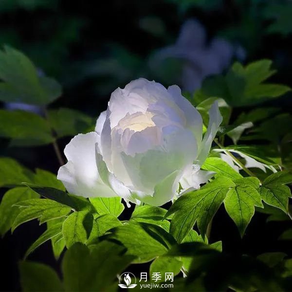 牡丹花中之王，推薦8個品種**驚艷到你(圖7)