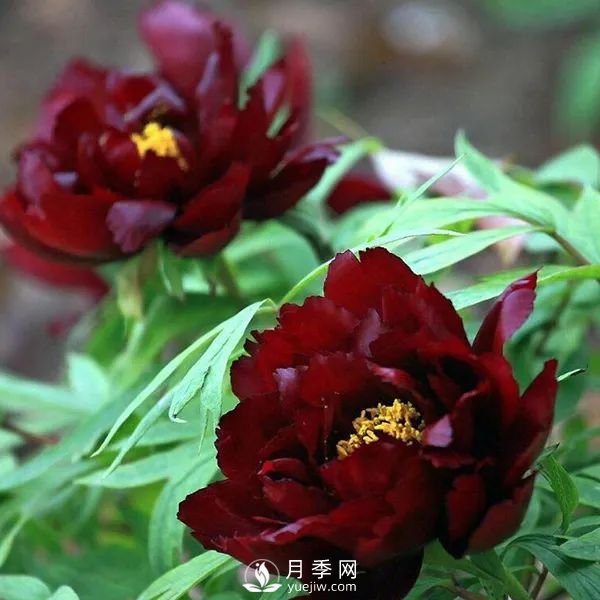 牡丹花中之王，推薦8個品種**驚艷到你(圖8)