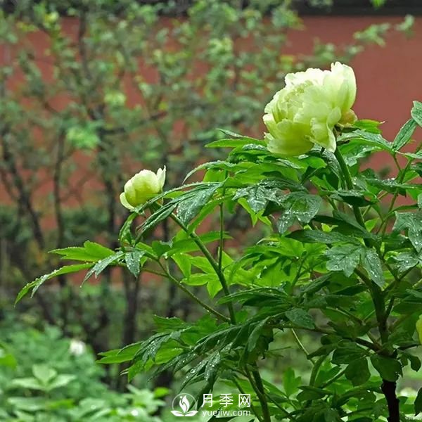 牡丹花中之王，推薦8個品種**驚艷到你(圖4)
