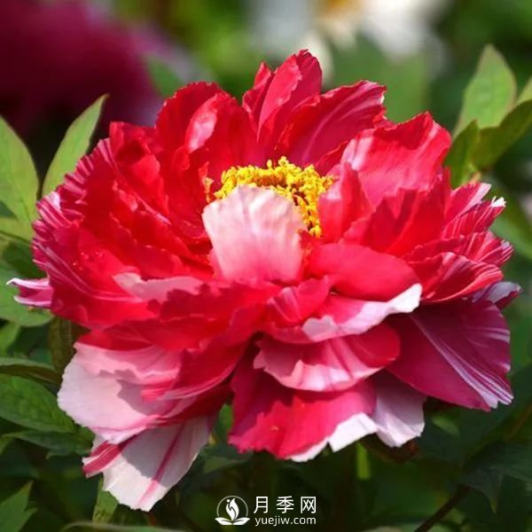 牡丹花中之王，推薦8個品種**驚艷到你(圖6)
