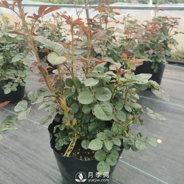 地栽月季幾月份移栽好？(圖1)