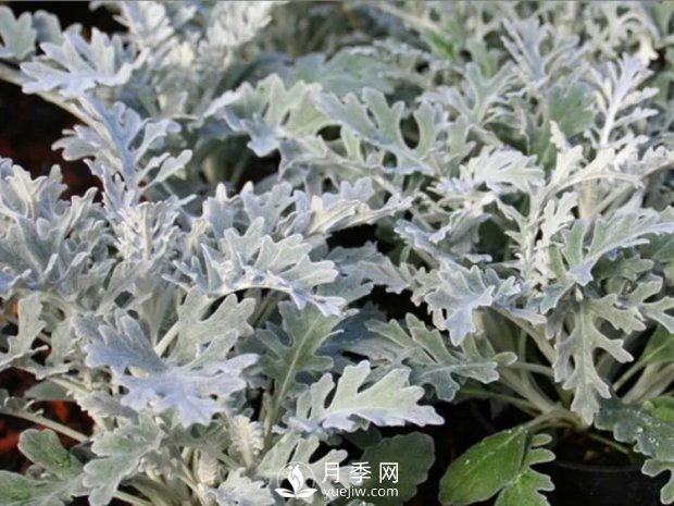 5種綠化帶常見的植物，盆栽觀賞好養(yǎng)(圖5)