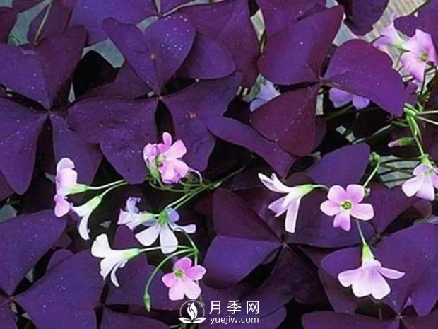 5種綠化帶常見的植物，盆栽觀賞好養(yǎng)(圖1)
