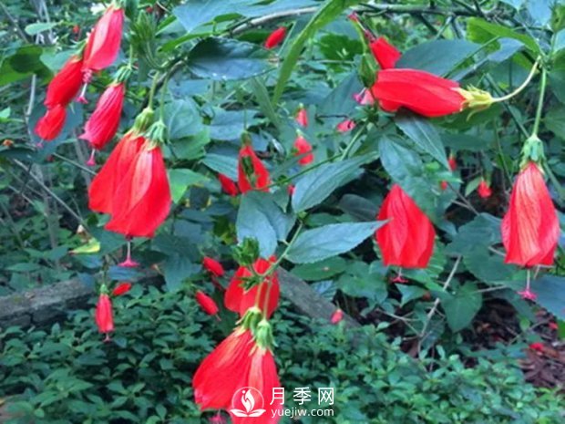 5種綠化帶常見的植物，盆栽觀賞好養(yǎng)(圖6)