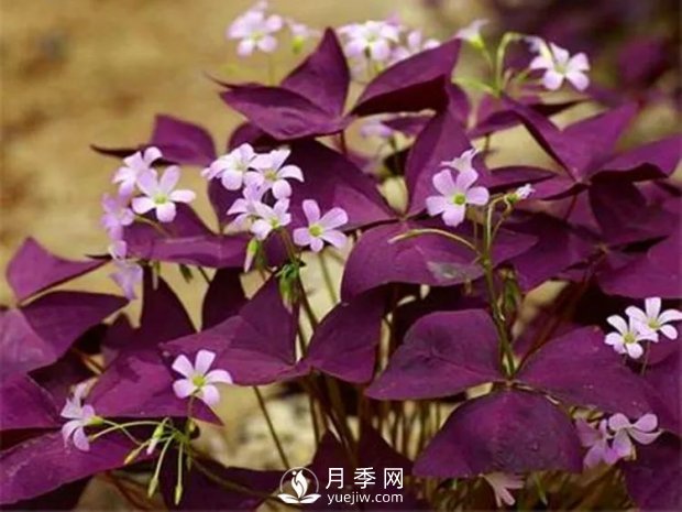 5種綠化帶常見的植物，盆栽觀賞好養(yǎng)(圖2)