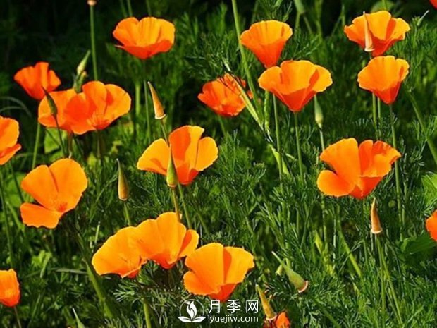 5種綠化帶常見的植物，盆栽觀賞好養(yǎng)(圖3)