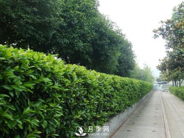 冬青與黃楊區(qū)別，冬青與黃楊有什么不同(圖1)