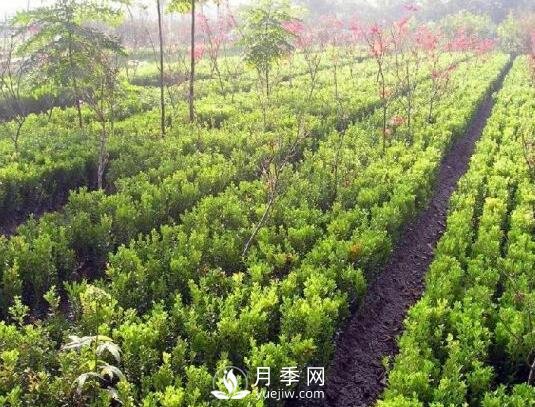 冬青與黃楊區(qū)別，冬青與黃楊有什么不同(圖2)