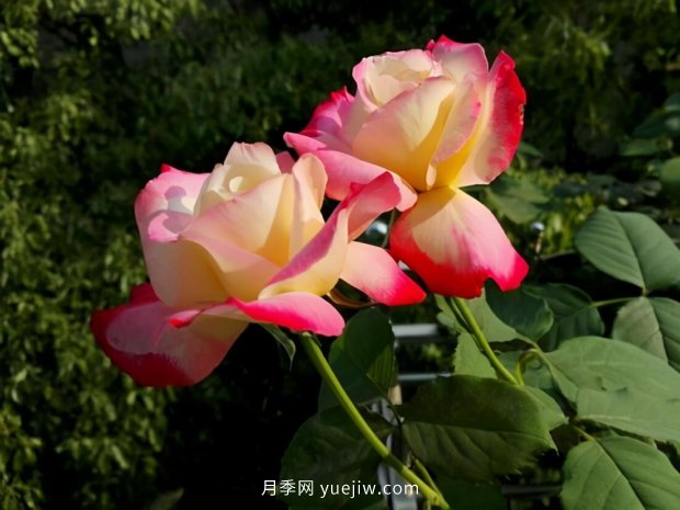 別的花不愛只養(yǎng)月季花，精挑細(xì)選了5個(gè)品種個(gè)個(gè)經(jīng)典(圖4)