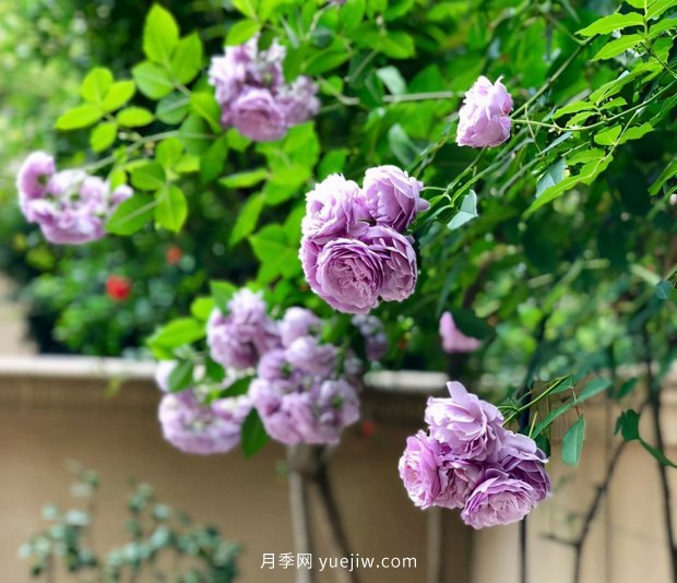 別的花不愛只養(yǎng)月季花，精挑細(xì)選了5個(gè)品種個(gè)個(gè)經(jīng)典(圖1)